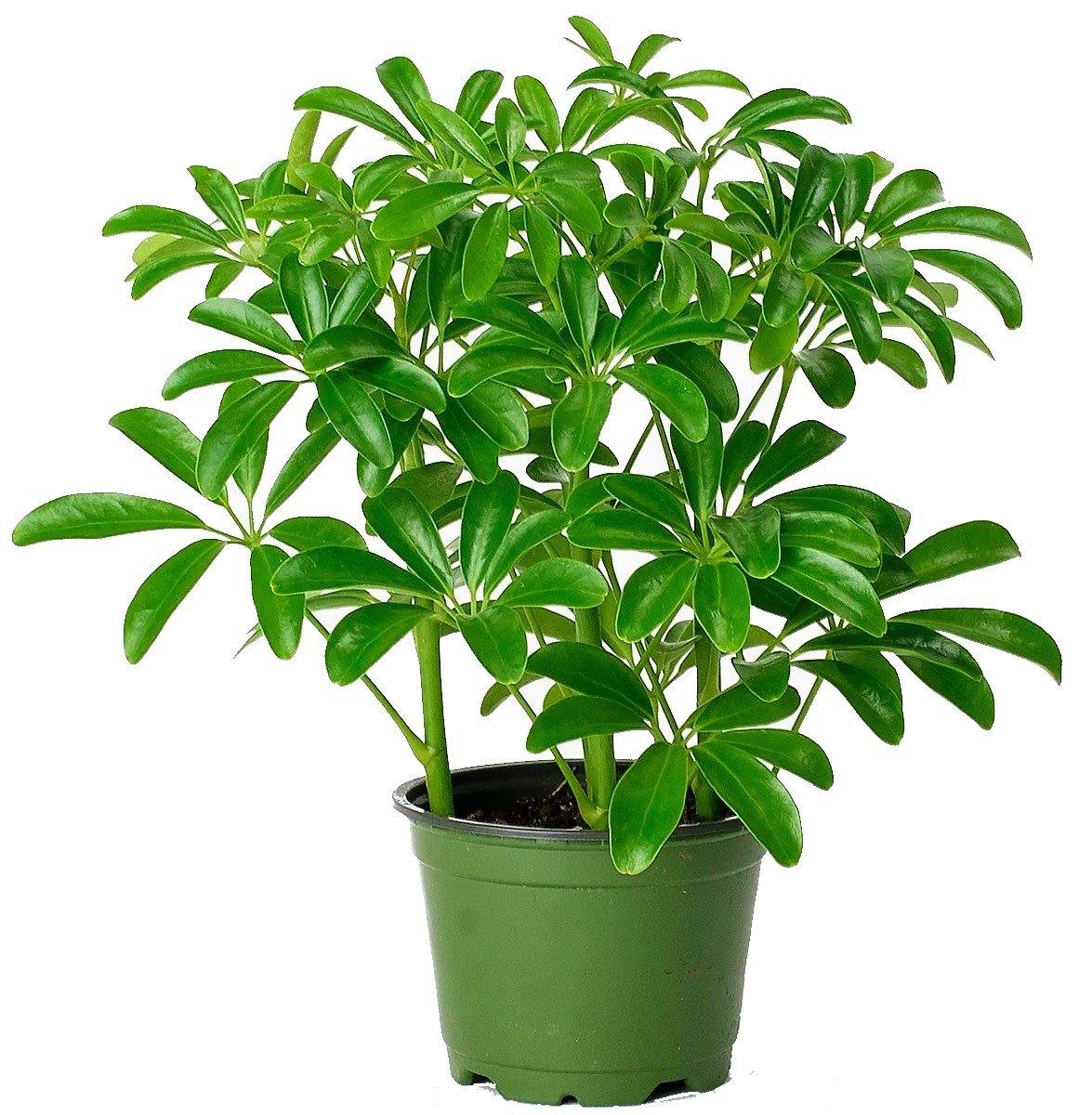 Schefflera Arboricola, Dwarf Umbrella Tree - www.Greenie.ae Buy online Best and Healthy Plants and quality products guarantee in Dubai Plants Shop in Dubai Abu Dhabi all over UAE Plants near me Fresh Plants in Dubai where to buy plants in UAE - Greenie.ae