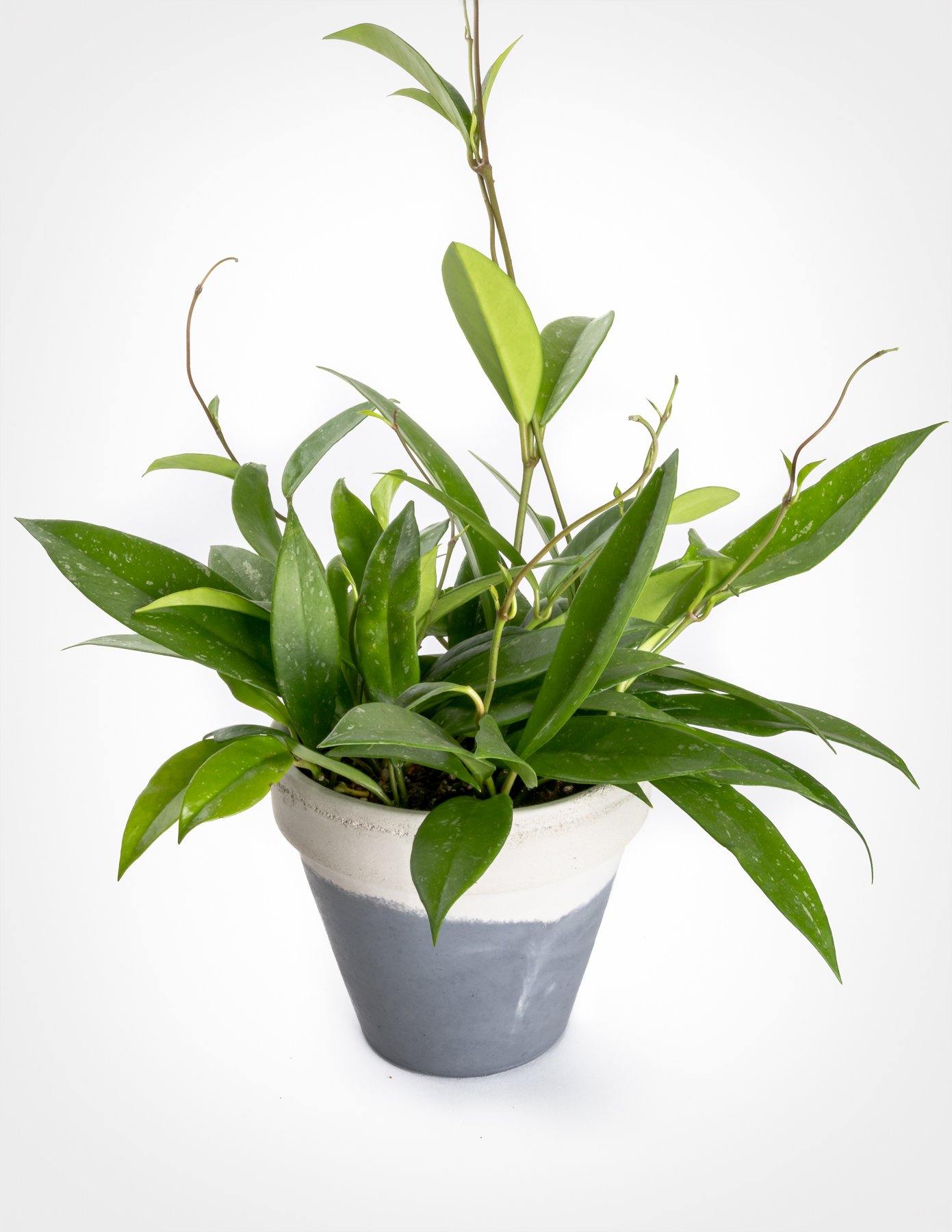 Hoya Publicalyx - www.Greenie.ae Buy online Best and Healthy Plants and quality products guarantee in Dubai Plants Shop in Dubai Abu Dhabi all over UAE Plants near me Fresh Plants in Dubai where to buy plants in UAE - Greenie.ae