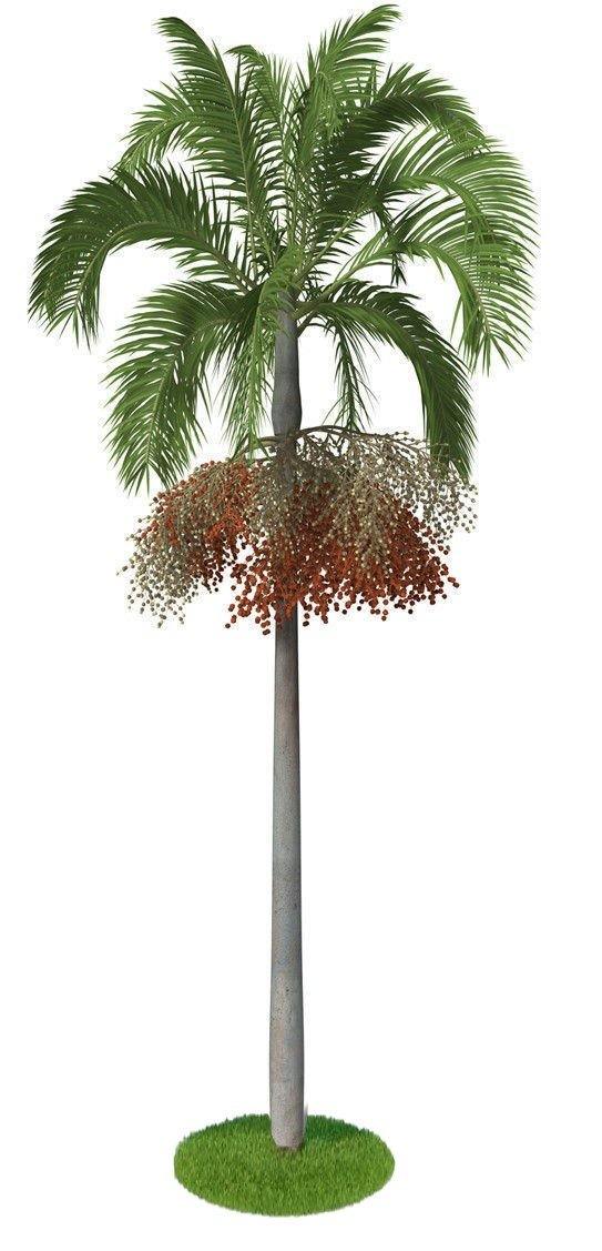 Carpentaria Palm, Carpentaria Acuminata - www.Greenie.ae Buy online Best and Healthy Plants and quality products guarantee in Dubai Plants Shop in Dubai Abu Dhabi all over UAE Plants near me Fresh Plants in Dubai where to buy plants in UAE - Greenie.ae