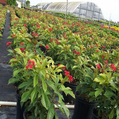 Jatropha Integerrima, Peregrine, Spicy Jatropha - www.Greenie.ae Buy online Best and Healthy Plants and quality products guarantee in Dubai Plants Shop in Dubai Abu Dhabi all over UAE Plants near me Fresh Plants in Dubai where to buy plants in UAE - Greenie.ae