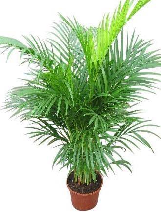 Areca Palm , Chrysalidocarpus lutescens (Indoor) - www.Greenie.ae Buy online Best and Healthy Plants and quality products guarantee in Dubai Plants Shop in Dubai Abu Dhabi all over UAE Plants near me Fresh Plants in Dubai where to buy plants in UAE - Greenie.ae