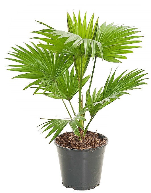 Livistona Palm, Footstool Palm, Table Palm, Fan Palm - www.Greenie.ae Buy online Best and Healthy Plants and quality products guarantee in Dubai Plants Shop in Dubai Abu Dhabi all over UAE Plants near me Fresh Plants in Dubai where to buy plants in UAE - Greenie.ae