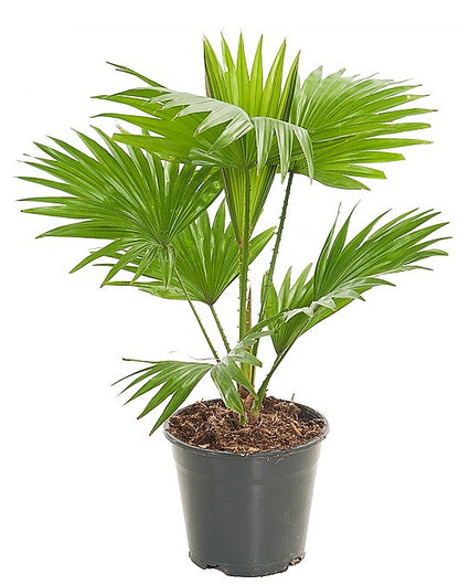 Livistona Palm, Footstool Palm, Table Palm, Fan Palm - www.Greenie.ae Buy online Best and Healthy Plants and quality products guarantee in Dubai Plants Shop in Dubai Abu Dhabi all over UAE Plants near me Fresh Plants in Dubai where to buy plants in UAE - Greenie.ae