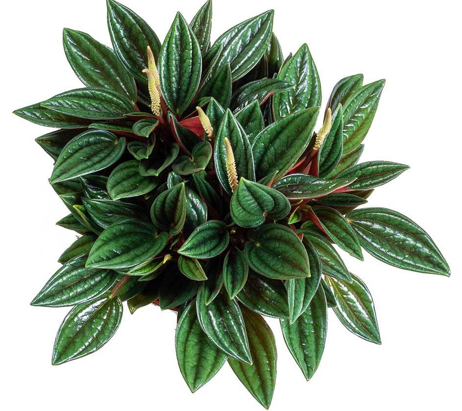 Peperomia Caperata - www.Greenie.ae Buy online Best and Healthy Plants and quality products guarantee in Dubai Plants Shop in Dubai Abu Dhabi all over UAE Plants near me Fresh Plants in Dubai where to buy plants in UAE - Greenie.ae