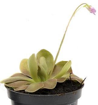 Butterworts , Sarracenia pinguicula - www.Greenie.ae Buy online Best and Healthy Plants and quality products guarantee in Dubai Plants Shop in Dubai Abu Dhabi all over UAE Plants near me Fresh Plants in Dubai where to buy plants in UAE - Greenie.ae