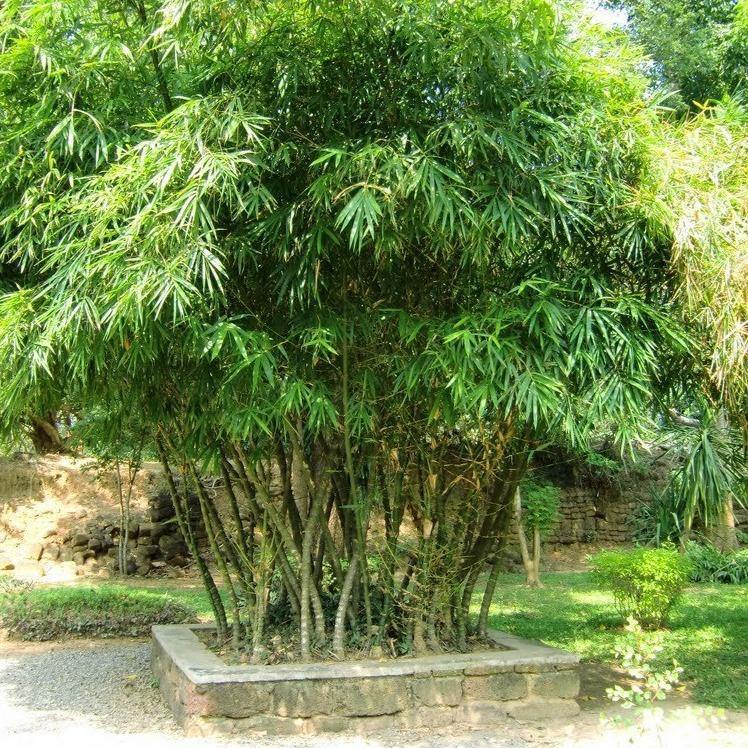 Bambusa vulgaris, Common Bamboo - www.Greenie.ae Buy online Best and Healthy Plants and quality products guarantee in Dubai Plants Shop in Dubai Abu Dhabi all over UAE Plants near me Fresh Plants in Dubai where to buy plants in UAE - Greenie.ae