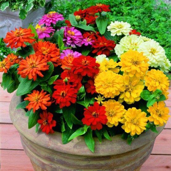 Zinnia Flowers, Zinnia (small) - www.Greenie.ae Buy online Best and Healthy Plants and quality products guarantee in Dubai Plants Shop in Dubai Abu Dhabi all over UAE Plants near me Fresh Plants in Dubai where to buy plants in UAE - Greenie.ae