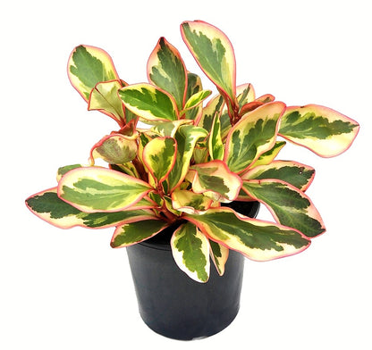 Peperomia Ginny or Tricolor Peperomia - www.Greenie.ae Buy online Best and Healthy Plants and quality products guarantee in Dubai Plants Shop in Dubai Abu Dhabi all over UAE Plants near me Fresh Plants in Dubai where to buy plants in UAE - Greenie.ae