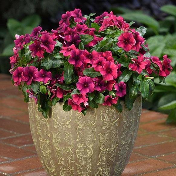 Vinca Flowers (small) - www.Greenie.ae Buy online Best and Healthy Plants and quality products guarantee in Dubai Plants Shop in Dubai Abu Dhabi all over UAE Plants near me Fresh Plants in Dubai where to buy plants in UAE - Greenie.ae