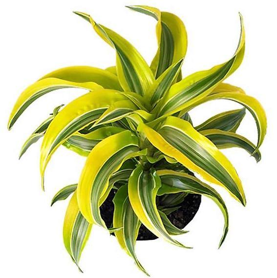 Dracaena Lemon Lime Mini - www.Greenie.ae Buy online Best and Healthy Plants and quality products guarantee in Dubai Plants Shop in Dubai Abu Dhabi all over UAE Plants near me Fresh Plants in Dubai where to buy plants in UAE - Greenie.ae