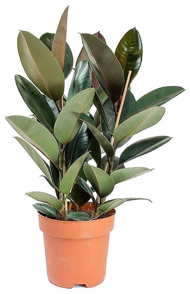 Ficus elastic Abidjan, Rubber Plant - www.Greenie.ae Buy online Best and Healthy Plants and quality products guarantee in Dubai Plants Shop in Dubai Abu Dhabi all over UAE Plants near me Fresh Plants in Dubai where to buy plants in UAE - Greenie.ae