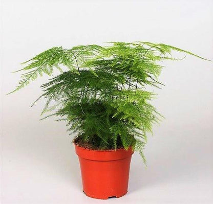 Asparagus Setaceus - www.Greenie.ae Buy online Best and Healthy Plants and quality products guarantee in Dubai Plants Shop in Dubai Abu Dhabi all over UAE Plants near me Fresh Plants in Dubai where to buy plants in UAE - Greenie.ae