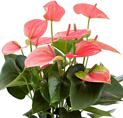 The Flamingo Flower, Anthurium, Andreanum - www.Greenie.ae Buy online Best and Healthy Plants and quality products guarantee in Dubai Plants Shop in Dubai Abu Dhabi all over UAE Plants near me Fresh Plants in Dubai where to buy plants in UAE - Greenie.ae