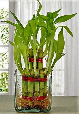 Lucky Bamboo Steps, Dracaena Sanderiana - www.Greenie.ae Buy online Best and Healthy Plants and quality products guarantee in Dubai Plants Shop in Dubai Abu Dhabi all over UAE Plants near me Fresh Plants in Dubai where to buy plants in UAE - Greenie.ae