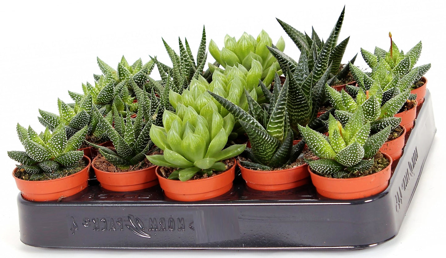 Mini succulents Haworthia - www.Greenie.ae Buy online Best and Healthy Plants and quality products guarantee in Dubai Plants Shop in Dubai Abu Dhabi all over UAE Plants near me Fresh Plants in Dubai where to buy plants in UAE - Greenie.ae