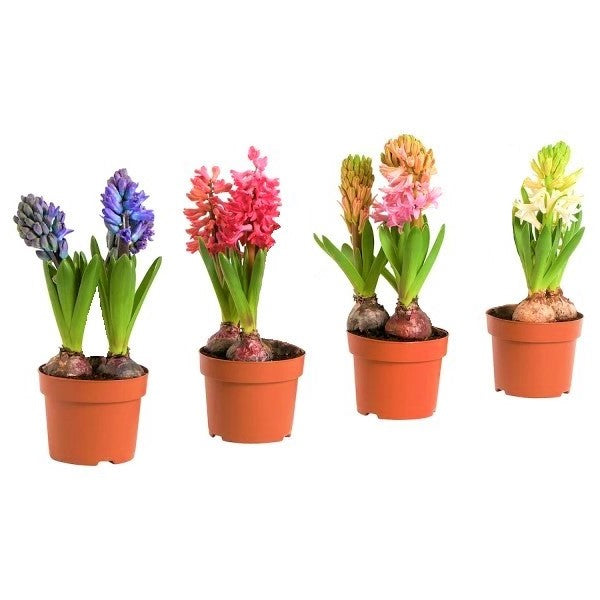 Hyacinth Bulb Fragrance - www.Greenie.ae Buy online Best and Healthy Plants and quality products guarantee in Dubai Plants Shop in Dubai Abu Dhabi all over UAE Plants near me Fresh Plants in Dubai where to buy plants in UAE - Greenie.ae