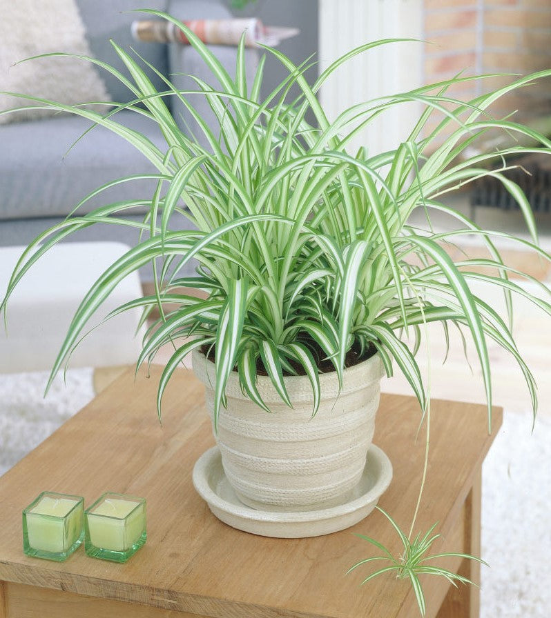 Variegated Spider Plant (Chlorophytum comosum ‘Variegatum’) - www.Greenie.ae Buy online Best and Healthy Plants and quality products guarantee in Dubai Plants Shop in Dubai Abu Dhabi all over UAE Plants near me Fresh Plants in Dubai where to buy plants in UAE - Greenie.ae