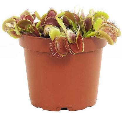 Venus Flytrap , Dionaea Muscipula - www.Greenie.ae Buy online Best and Healthy Plants and quality products guarantee in Dubai Plants Shop in Dubai Abu Dhabi all over UAE Plants near me Fresh Plants in Dubai where to buy plants in UAE - Greenie.ae