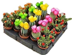 Ornamental Cactus Small - www.Greenie.ae Buy online Best and Healthy Plants and quality products guarantee in Dubai Plants Shop in Dubai Abu Dhabi all over UAE Plants near me Fresh Plants in Dubai where to buy plants in UAE - Greenie.ae