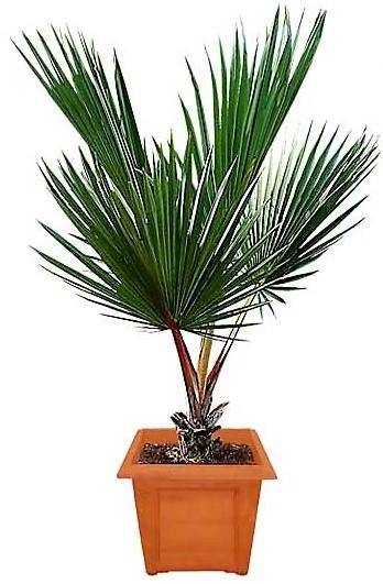 Red Latan Palm, Latania Lontaroides - www.Greenie.ae Buy online Best and Healthy Plants and quality products guarantee in Dubai Plants Shop in Dubai Abu Dhabi all over UAE Plants near me Fresh Plants in Dubai where to buy plants in UAE - Greenie.ae