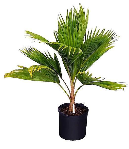 Fiji Fan Palm, Pritchardia Pacifica - www.Greenie.ae Buy online Best and Healthy Plants and quality products guarantee in Dubai Plants Shop in Dubai Abu Dhabi all over UAE Plants near me Fresh Plants in Dubai where to buy plants in UAE - Greenie.ae