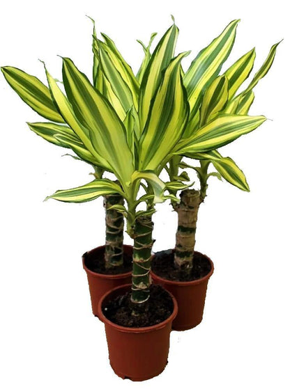 Dracaena Fragrans, Yellow Coast - www.Greenie.ae Buy online Best and Healthy Plants and quality products guarantee in Dubai Plants Shop in Dubai Abu Dhabi all over UAE Plants near me Fresh Plants in Dubai where to buy plants in UAE - Greenie.ae