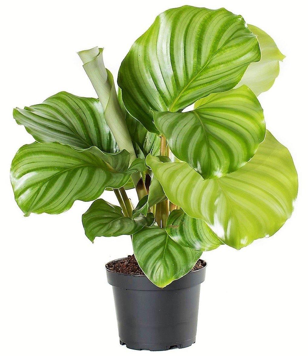 Calathea Orbifolia - www.Greenie.ae Buy online Best and Healthy Plants and quality products guarantee in Dubai Plants Shop in Dubai Abu Dhabi all over UAE Plants near me Fresh Plants in Dubai where to buy plants in UAE - Greenie.ae