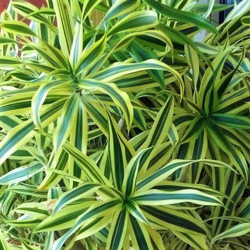 Dracaena Reflexa, Song of India, Pleomele - www.Greenie.ae Buy online Best and Healthy Plants and quality products guarantee in Dubai Plants Shop in Dubai Abu Dhabi all over UAE Plants near me Fresh Plants in Dubai where to buy plants in UAE - Greenie.ae