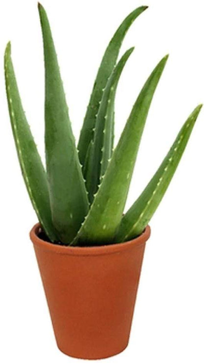 Aloe Vera, Medicina Aloe, Indoor - www.Greenie.ae Buy online Best and Healthy Plants and quality products guarantee in Dubai Plants Shop in Dubai Abu Dhabi all over UAE Plants near me Fresh Plants in Dubai where to buy plants in UAE - Greenie.ae