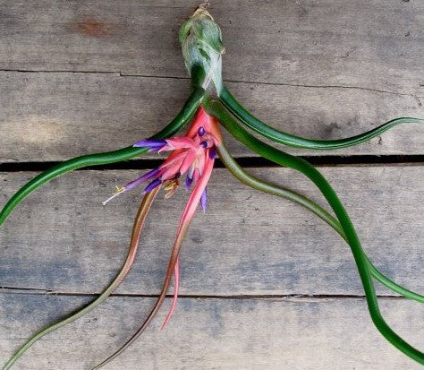 Tillandsia Bulbosa - www.Greenie.ae Buy online Best and Healthy Plants and quality products guarantee in Dubai Plants Shop in Dubai Abu Dhabi all over UAE Plants near me Fresh Plants in Dubai where to buy plants in UAE - Greenie.ae