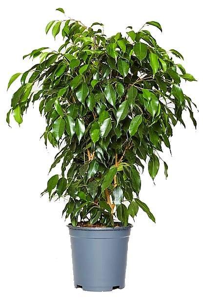 Ficus Benjamin Danielle, Weeping Fig - www.Greenie.ae Buy online Best and Healthy Plants and quality products guarantee in Dubai Plants Shop in Dubai Abu Dhabi all over UAE Plants near me Fresh Plants in Dubai where to buy plants in UAE - Greenie.ae