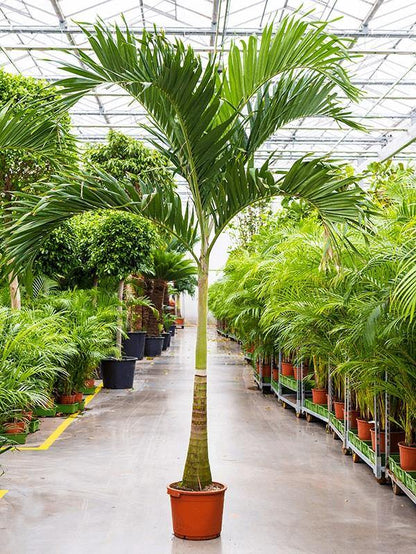 Manila Palm, Veitchia Merrillii - www.Greenie.ae Buy online Best and Healthy Plants and quality products guarantee in Dubai Plants Shop in Dubai Abu Dhabi all over UAE Plants near me Fresh Plants in Dubai where to buy plants in UAE - Greenie.ae