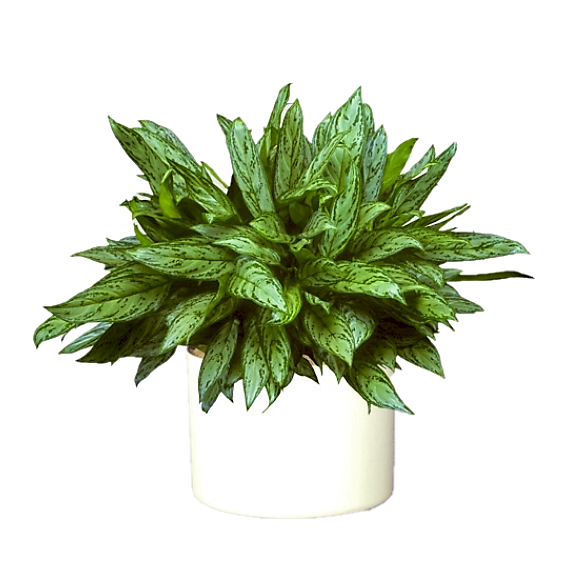 Aglaonema “Silver Queen” Chinese Evergreen Plant - www.Greenie.ae Buy online Best and Healthy Plants and quality products guarantee in Dubai Plants Shop in Dubai Abu Dhabi all over UAE Plants near me Fresh Plants in Dubai where to buy plants in UAE - Greenie.ae