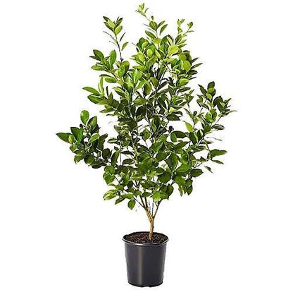 Lime, Binzaheer - www.Greenie.ae Buy online Best and Healthy Plants and quality products guarantee in Dubai Plants Shop in Dubai Abu Dhabi all over UAE Plants near me Fresh Plants in Dubai where to buy plants in UAE - Greenie.ae