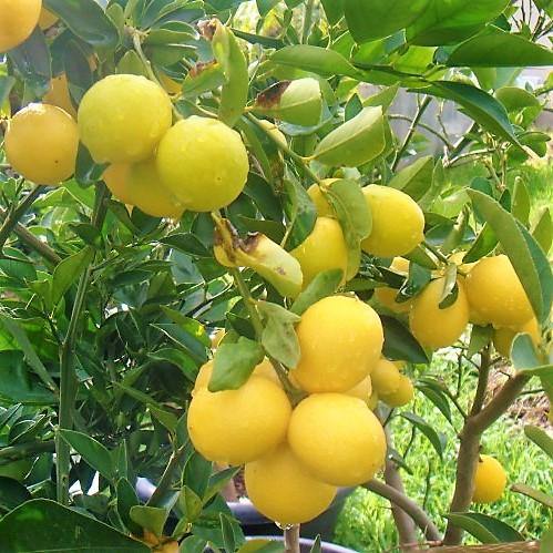 Lime, Binzaheer - www.Greenie.ae Buy online Best and Healthy Plants and quality products guarantee in Dubai Plants Shop in Dubai Abu Dhabi all over UAE Plants near me Fresh Plants in Dubai where to buy plants in UAE - Greenie.ae