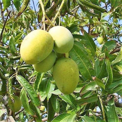 Mangifera indica, Mango Tree - www.Greenie.ae Buy online Best and Healthy Plants and quality products guarantee in Dubai Plants Shop in Dubai Abu Dhabi all over UAE Plants near me Fresh Plants in Dubai where to buy plants in UAE - Greenie.ae