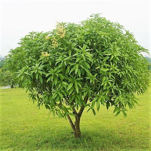 Mangifera indica, Mango Tree - www.Greenie.ae Buy online Best and Healthy Plants and quality products guarantee in Dubai Plants Shop in Dubai Abu Dhabi all over UAE Plants near me Fresh Plants in Dubai where to buy plants in UAE - Greenie.ae