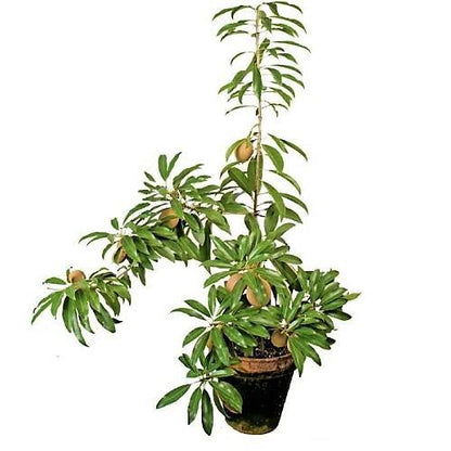 Chicko Tree, Manilkara Zapota - www.Greenie.ae Buy online Best and Healthy Plants and quality products guarantee in Dubai Plants Shop in Dubai Abu Dhabi all over UAE Plants near me Fresh Plants in Dubai where to buy plants in UAE - Greenie.ae