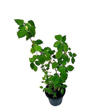 Mulberry Tree, Morus Alba - www.Greenie.ae Buy online Best and Healthy Plants and quality products guarantee in Dubai Plants Shop in Dubai Abu Dhabi all over UAE Plants near me Fresh Plants in Dubai where to buy plants in UAE - Greenie.ae