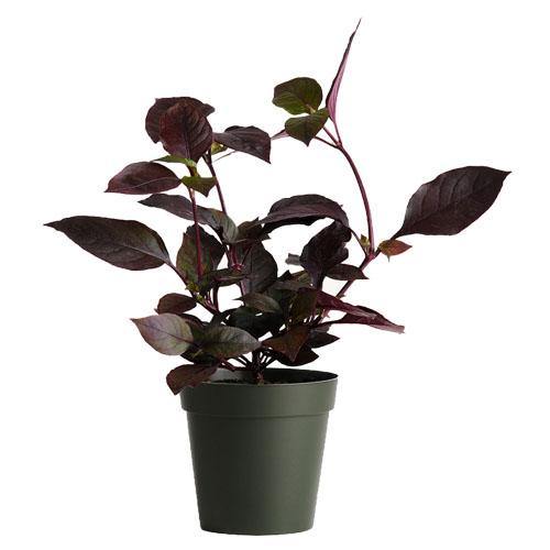 Alternanthera, Purple Knight (small) - www.Greenie.ae Buy online Best and Healthy Plants and quality products guarantee in Dubai Plants Shop in Dubai Abu Dhabi all over UAE Plants near me Fresh Plants in Dubai where to buy plants in UAE - Greenie.ae