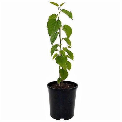 Mulberry Tree, Morus Alba - www.Greenie.ae Buy online Best and Healthy Plants and quality products guarantee in Dubai Plants Shop in Dubai Abu Dhabi all over UAE Plants near me Fresh Plants in Dubai where to buy plants in UAE - Greenie.ae