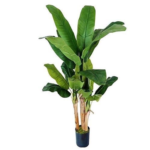 Musa paradisiaca, Banana Tree - www.Greenie.ae Buy online Best and Healthy Plants and quality products guarantee in Dubai Plants Shop in Dubai Abu Dhabi all over UAE Plants near me Fresh Plants in Dubai where to buy plants in UAE - Greenie.ae