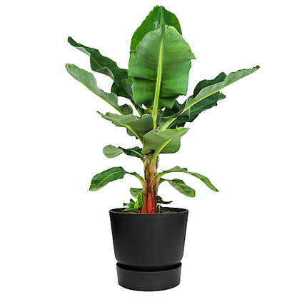 Musa paradisiaca, Banana Tree - www.Greenie.ae Buy online Best and Healthy Plants and quality products guarantee in Dubai Plants Shop in Dubai Abu Dhabi all over UAE Plants near me Fresh Plants in Dubai where to buy plants in UAE - Greenie.ae