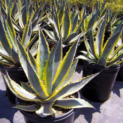 Agave americana marginata, Variegated Century Plant - www.Greenie.ae Buy online Best and Healthy Plants and quality products guarantee in Dubai Plants Shop in Dubai Abu Dhabi all over UAE Plants near me Fresh Plants in Dubai where to buy plants in UAE - Greenie.ae