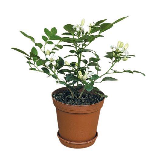 Murraya paniculata, Orange, Thai Jasmine - www.Greenie.ae Buy online Best and Healthy Plants and quality products guarantee in Dubai Plants Shop in Dubai Abu Dhabi all over UAE Plants near me Fresh Plants in Dubai where to buy plants in UAE - Greenie.ae