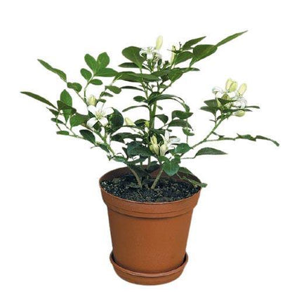 Murraya paniculata, Orange, Thai Jasmine - www.Greenie.ae Buy online Best and Healthy Plants and quality products guarantee in Dubai Plants Shop in Dubai Abu Dhabi all over UAE Plants near me Fresh Plants in Dubai where to buy plants in UAE - Greenie.ae