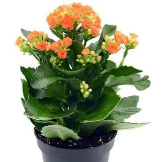 Kalanchoe blossifeldiana, Flaming Katy, Christmas , outdoor - www.Greenie.ae Buy online Best and Healthy Plants and quality products guarantee in Dubai Plants Shop in Dubai Abu Dhabi all over UAE Plants near me Fresh Plants in Dubai where to buy plants in UAE - Greenie.ae