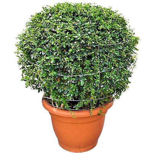 Ehretia microphylla, Fukien Tea Tree, Ball - www.Greenie.ae Buy online Best and Healthy Plants and quality products guarantee in Dubai Plants Shop in Dubai Abu Dhabi all over UAE Plants near me Fresh Plants in Dubai where to buy plants in UAE - Greenie.ae