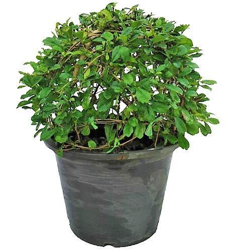 Ehretia microphylla, Fukien Tea Tree, Ball - www.Greenie.ae Buy online Best and Healthy Plants and quality products guarantee in Dubai Plants Shop in Dubai Abu Dhabi all over UAE Plants near me Fresh Plants in Dubai where to buy plants in UAE - Greenie.ae