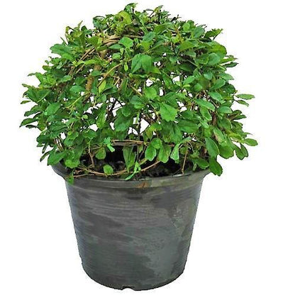 Ehretia microphylla, Fukien Tea Tree, Ball - www.Greenie.ae Buy online Best and Healthy Plants and quality products guarantee in Dubai Plants Shop in Dubai Abu Dhabi all over UAE Plants near me Fresh Plants in Dubai where to buy plants in UAE - Greenie.ae